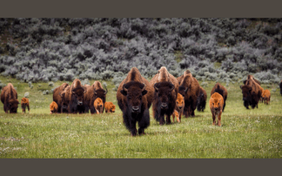 Learning Like a Buffalo, Part Two