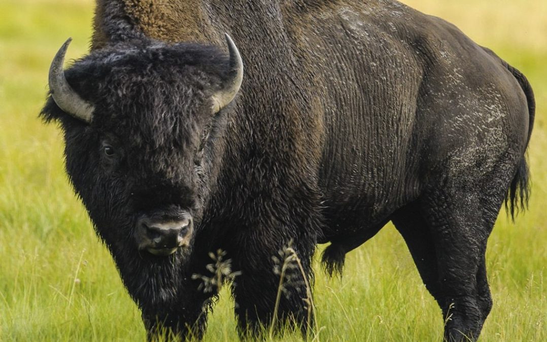 Learning like a Buffalo