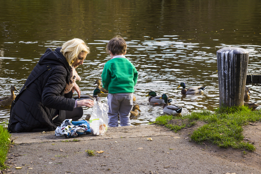 Feeding ducks with Grandmother