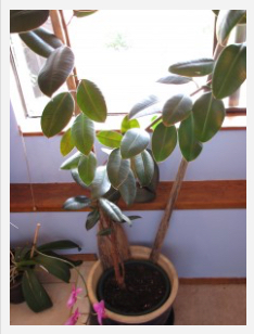 Our rubber tree that grew and grew and grew